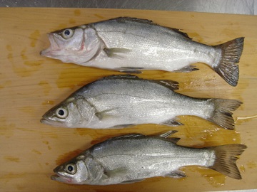 当館前で釣れたセイゴ