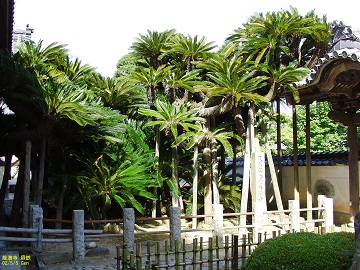 能満寺のソテツ